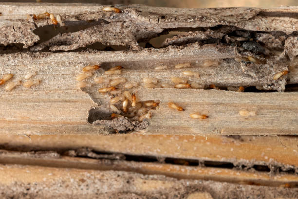 Best Best Pest Control Companies  in Parkville, MO